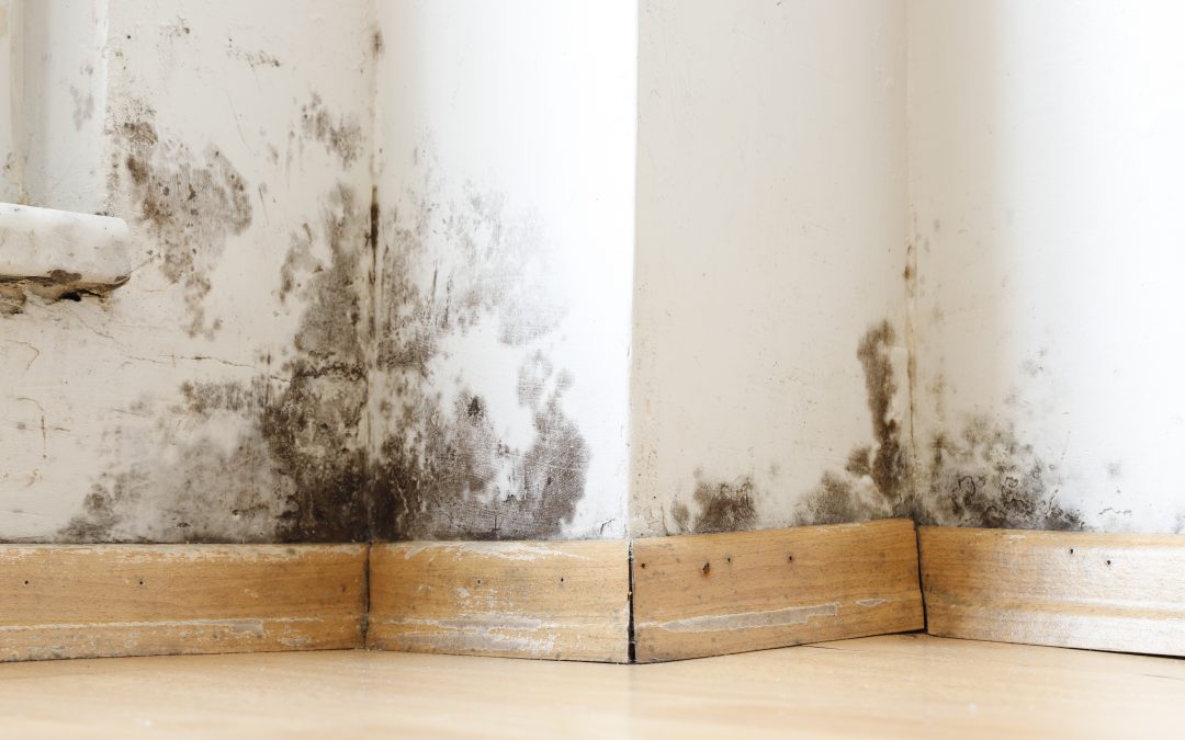 Mold Growth After Water Damage