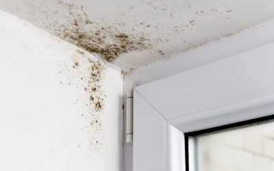 Common Causes of Mold in Homes